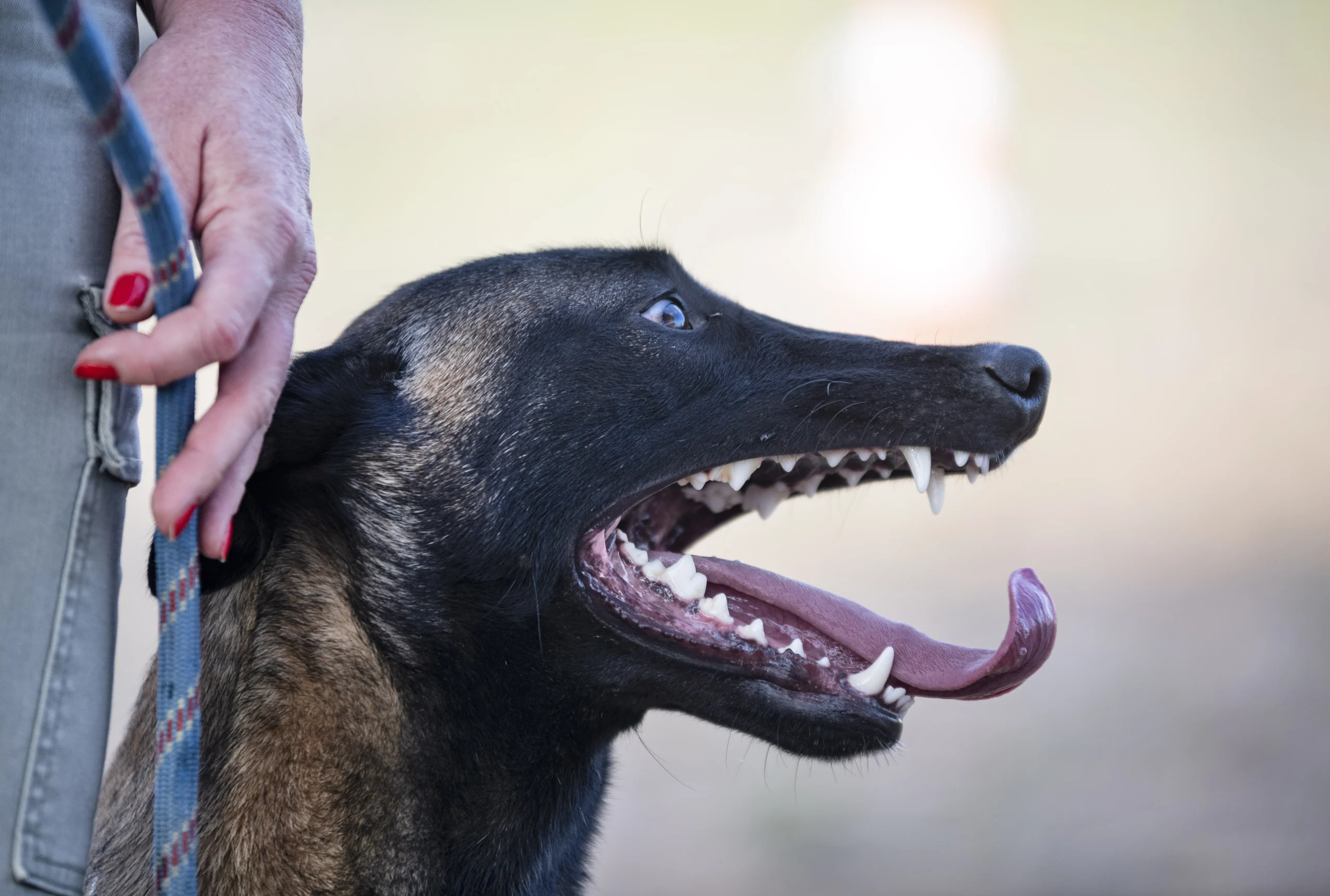 What Are the South Carolina Dog Bite Laws? | Hunter | Everage, image size:2560x1726